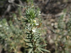 Teucrium africanum