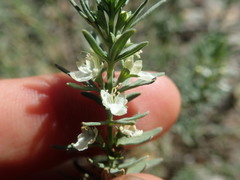 Teucrium africanum
