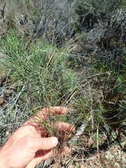 Tribolium hispidum