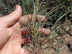 Tribolium hispidum