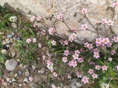 Rhodalsine geniculata