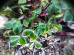 Trifolium subterraneum
