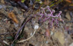 Ledebouria ovalifolia