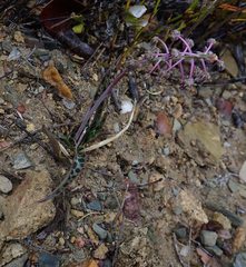 Ledebouria ovalifolia