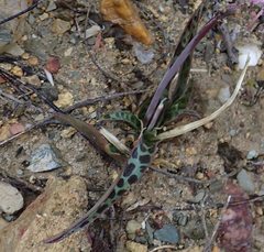 Ledebouria ovalifolia