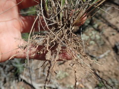 Tribolium hispidum
