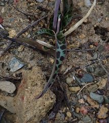 Ledebouria ovalifolia