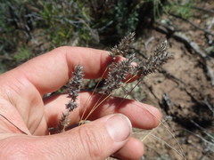 Tribolium hispidum