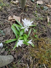 Scilla mischtschenkoana