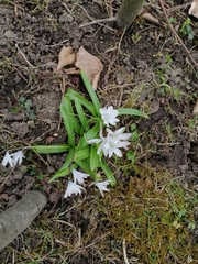 Scilla mischtschenkoana