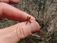 Jamesbrittenia atropurpurea