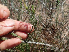 Jamesbrittenia atropurpurea