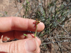 Jamesbrittenia atropurpurea