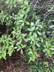Psychotria mariniana