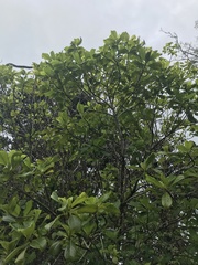 Psychotria mariniana