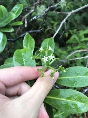 Psychotria mariniana