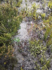 Adromischus caryophyllaceus