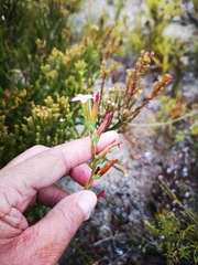 Adromischus caryophyllaceus