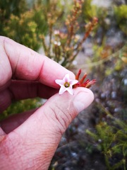 Adromischus caryophyllaceus
