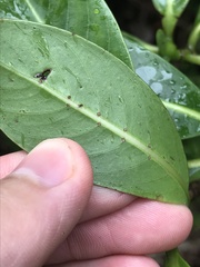 Psychotria mariniana