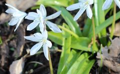 Scilla mischtschenkoana