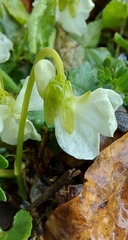 Viola alba alba