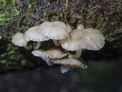 Roridomyces austrororidus