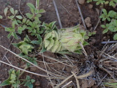 Barleria macrostegia