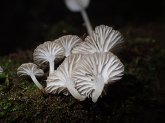 Roridomyces austrororidus