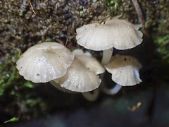 Roridomyces austrororidus