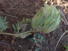 Barleria macrostegia