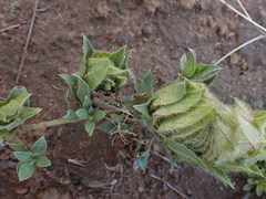 Barleria macrostegia