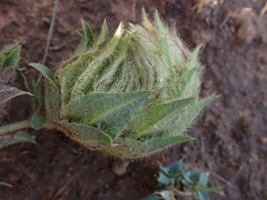 Barleria macrostegia
