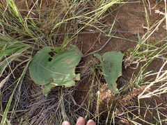 Eriospermum cooperi cooperi