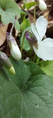 Viola alba alba