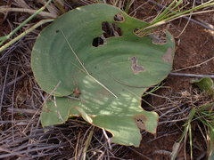 Eriospermum cooperi cooperi