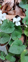 Viola alba alba