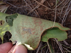 Eriospermum cooperi cooperi