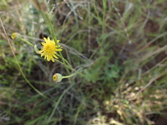 Osteospermum muricatum