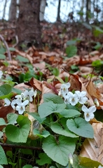 Viola alba alba