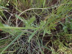 Osteospermum muricatum