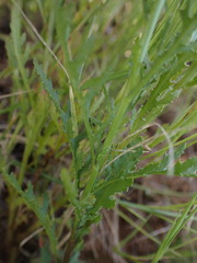 Osteospermum muricatum
