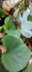 Viola alba alba