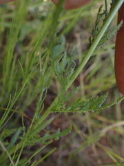 Osteospermum muricatum