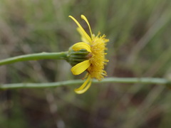Osteospermum muricatum
