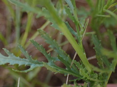 Osteospermum muricatum