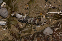 Diopatra dentata