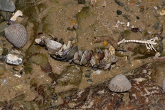 Diopatra dentata
