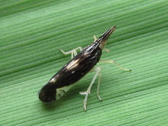 Terauchiana singularis