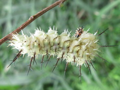Limenitis sydyi